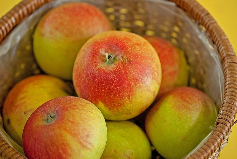 Malus 'Alkmene'                        CAC