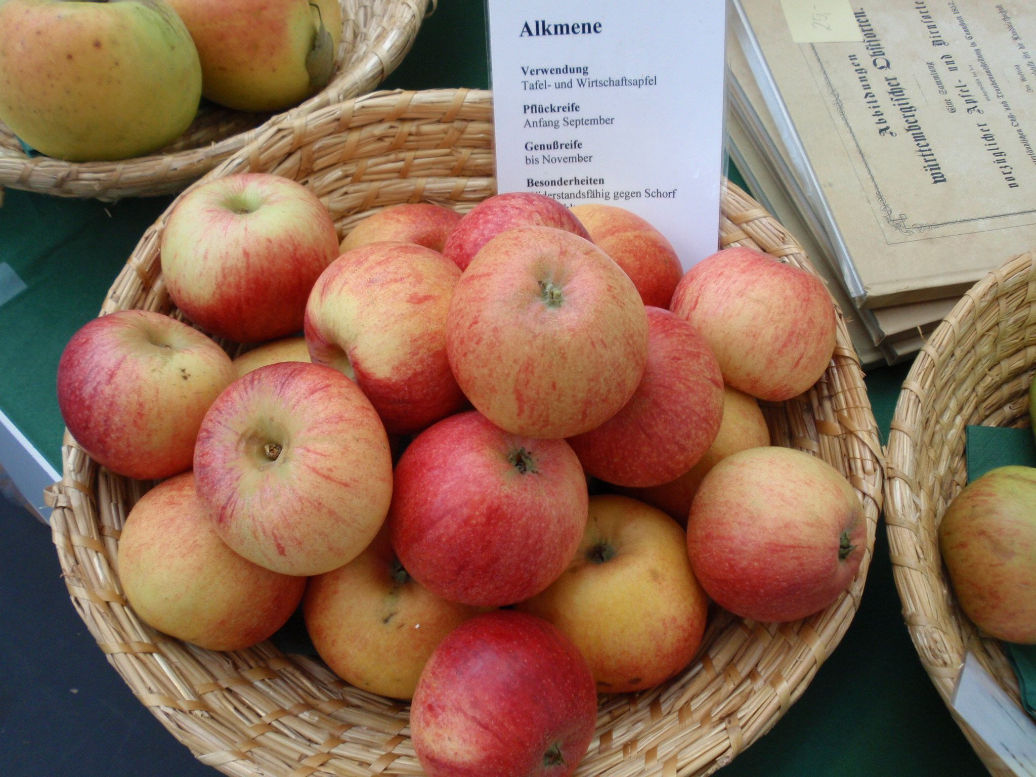 Malus 'Alkmene'                        CAC