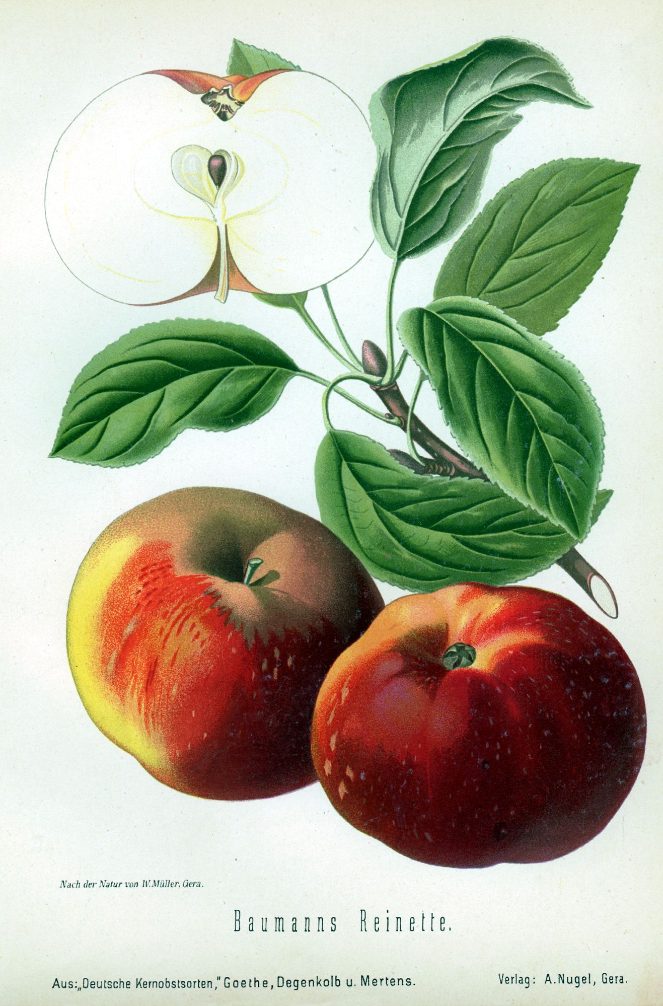 Malus 'Baumanns Renette'               CAC
