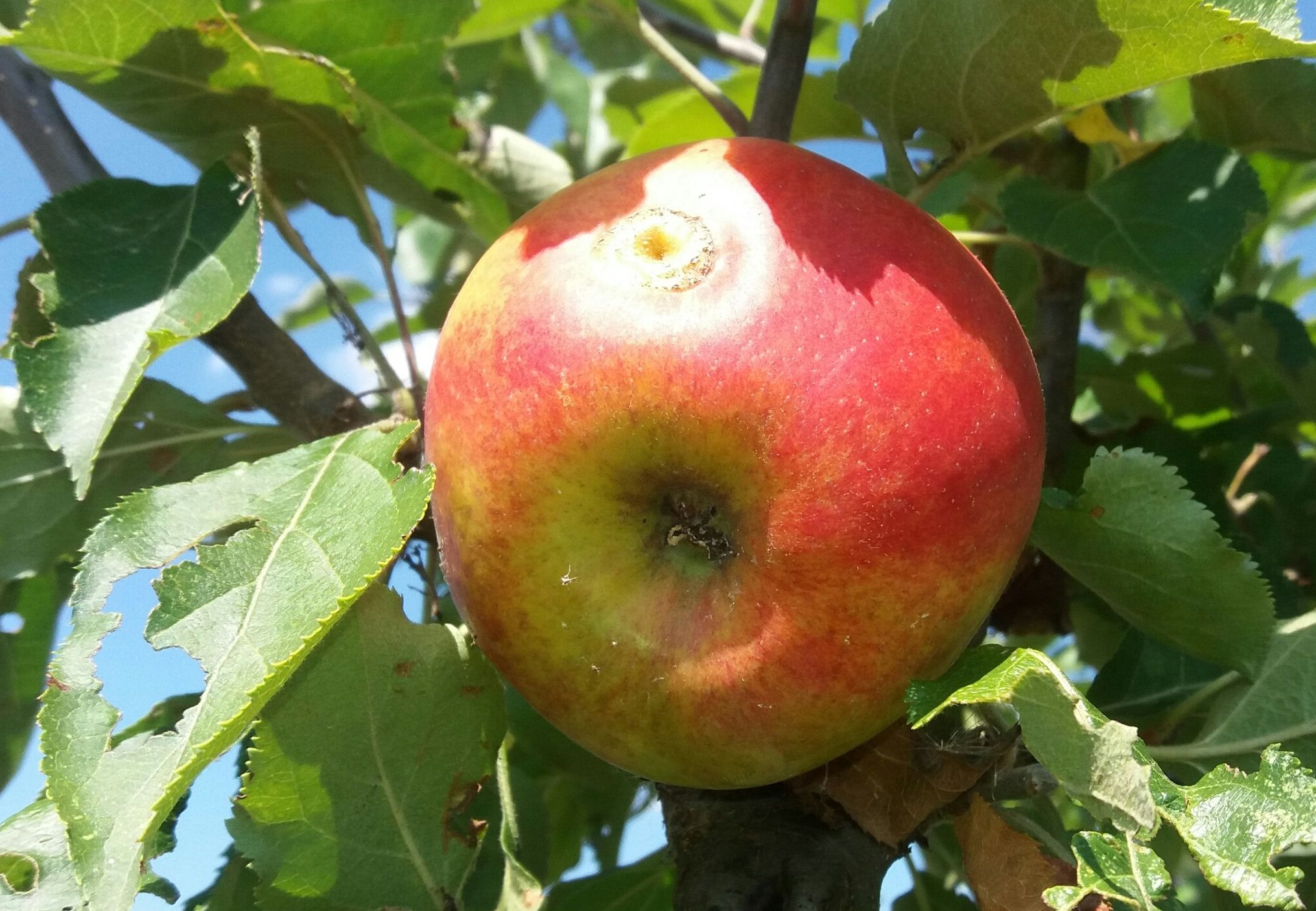 Malus 'Biesterfelder Renette'          CAC