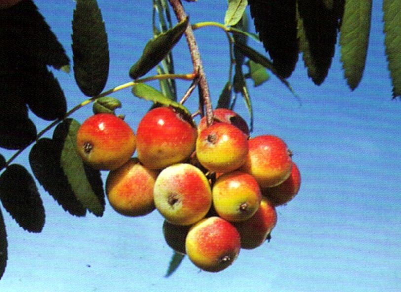 Sorbus domestica