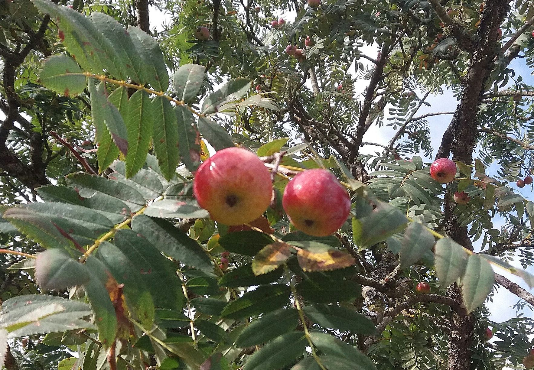 Sorbus domestica