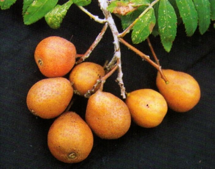 Sorbus domestica