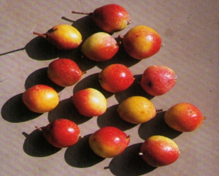 Sorbus domestica