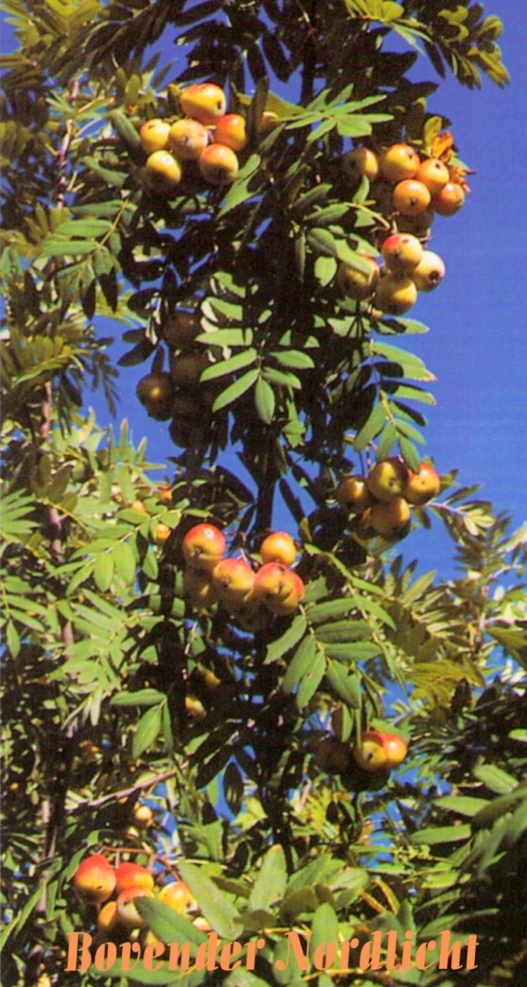 Sorbus domestica