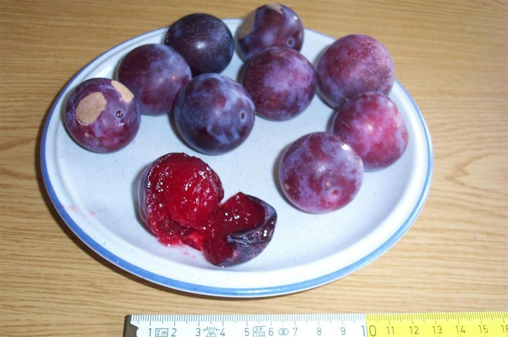 Prunus cerasifera 'Unika' *             CAC