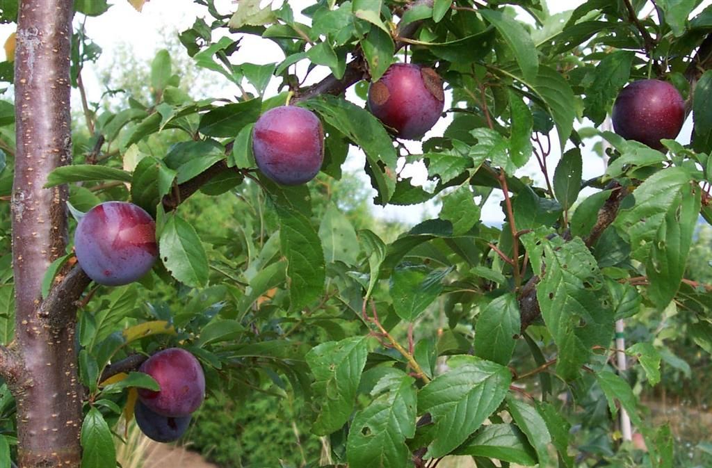 Prunus cerasifera 'Unika' *             CAC