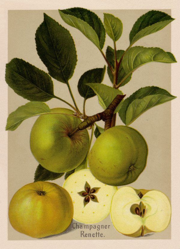 Malus 'Champagner Renette'              CAC