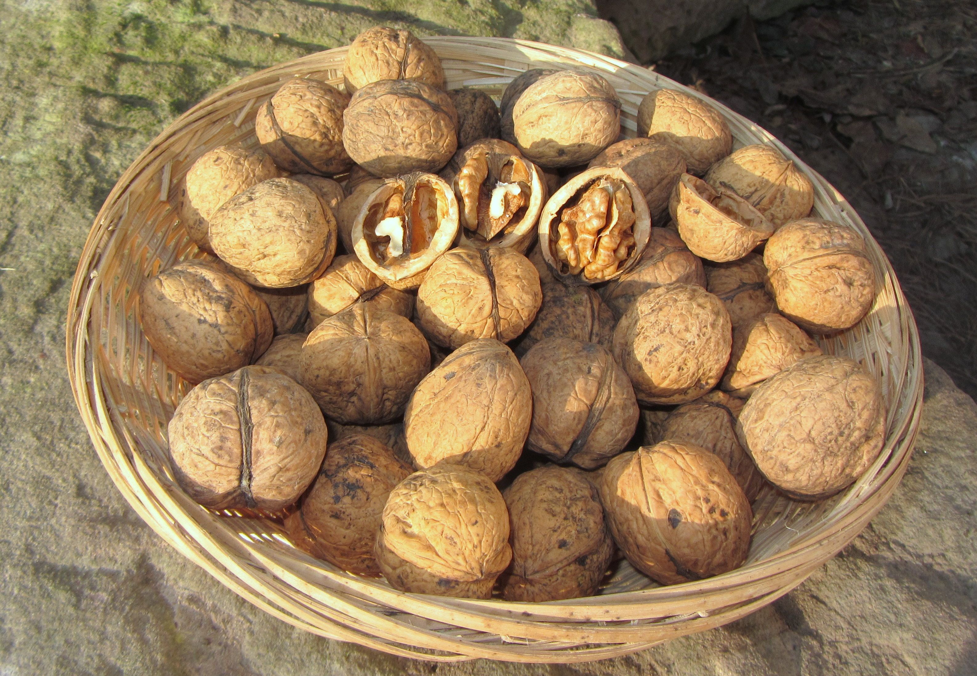 Juglans regia