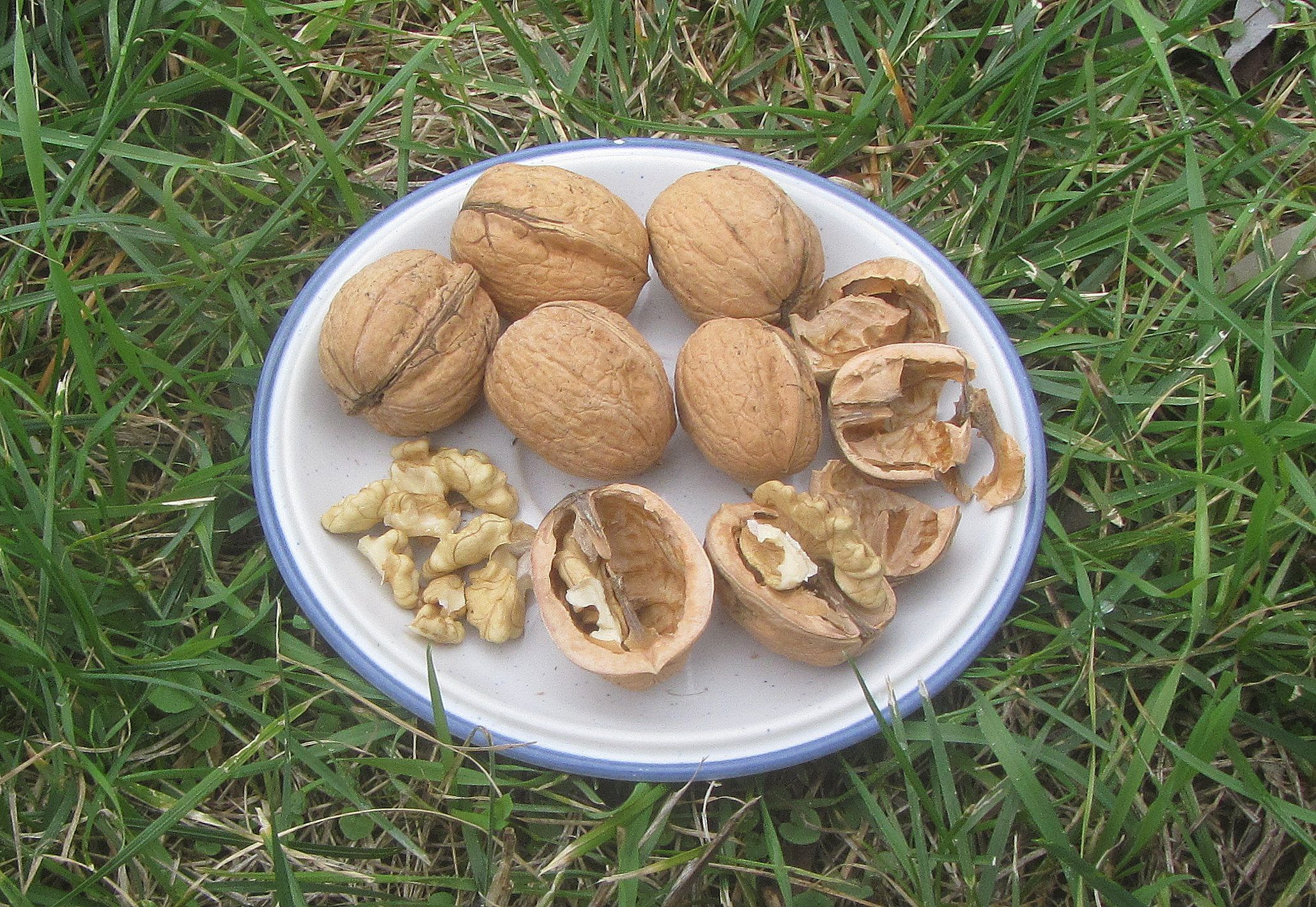 Juglans regia