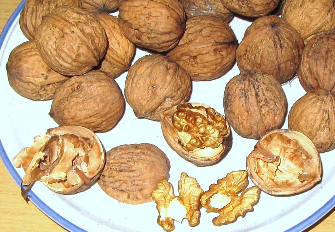 Juglans regia