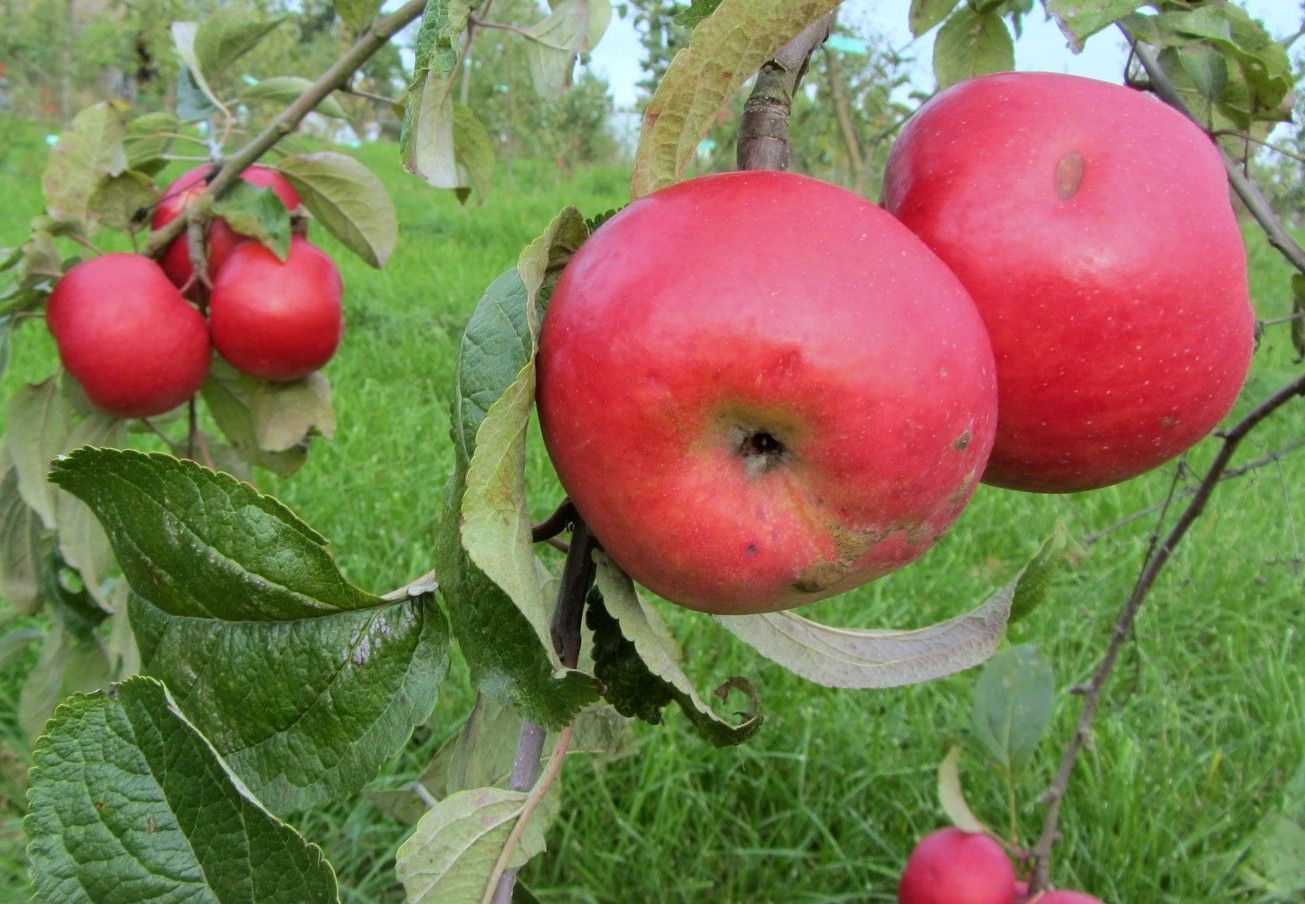 Malus 'Danziger Kantapfel'             CAC