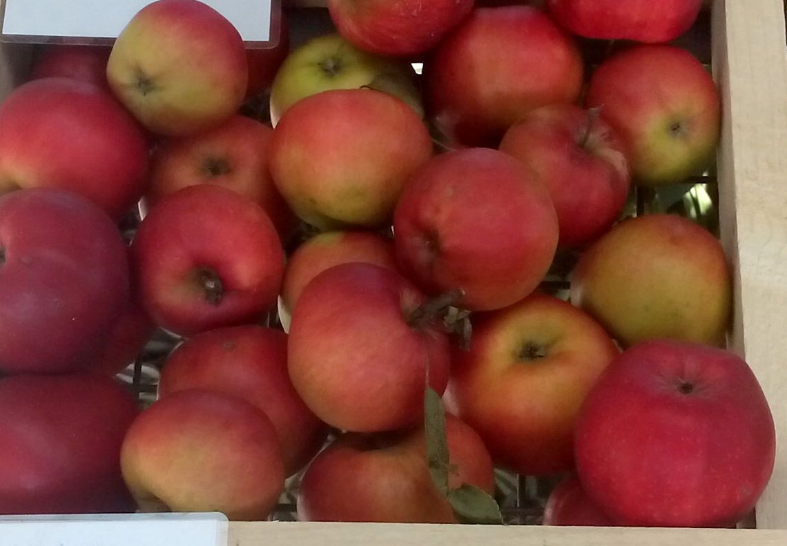 Malus 'Danziger Kantapfel'             CAC