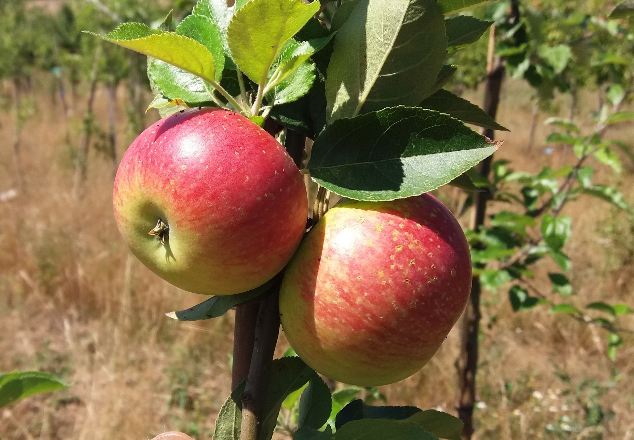 Malus 'Discovery'                      CAC