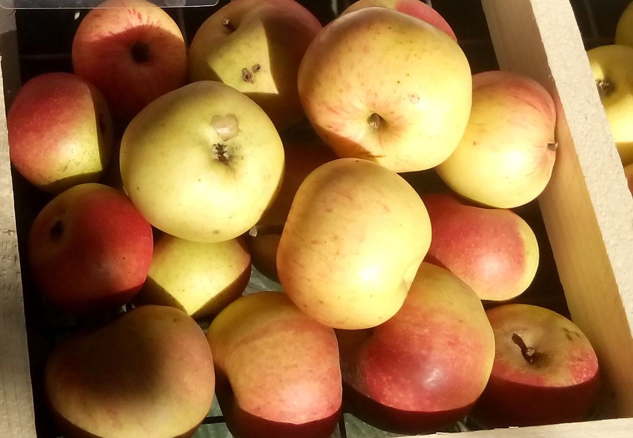 Malus 'Dülmener Rosenapfel'      CAC
