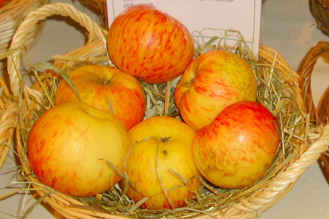 Malus 'Dülmener Rosenapfel'      CAC