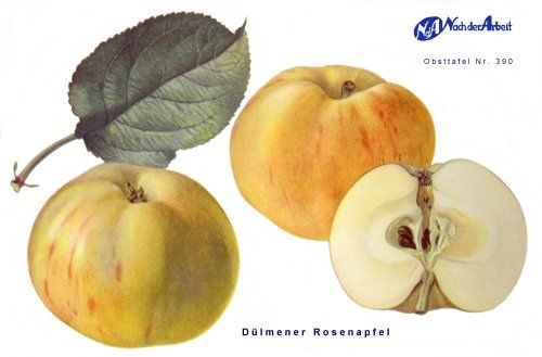 Malus 'Dülmener Rosenapfel'      CAC