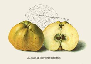 Malus 'Dülmener Rosenapfel'      CAC
