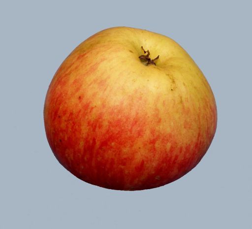 Malus 'Dülmener Rosenapfel'      CAC