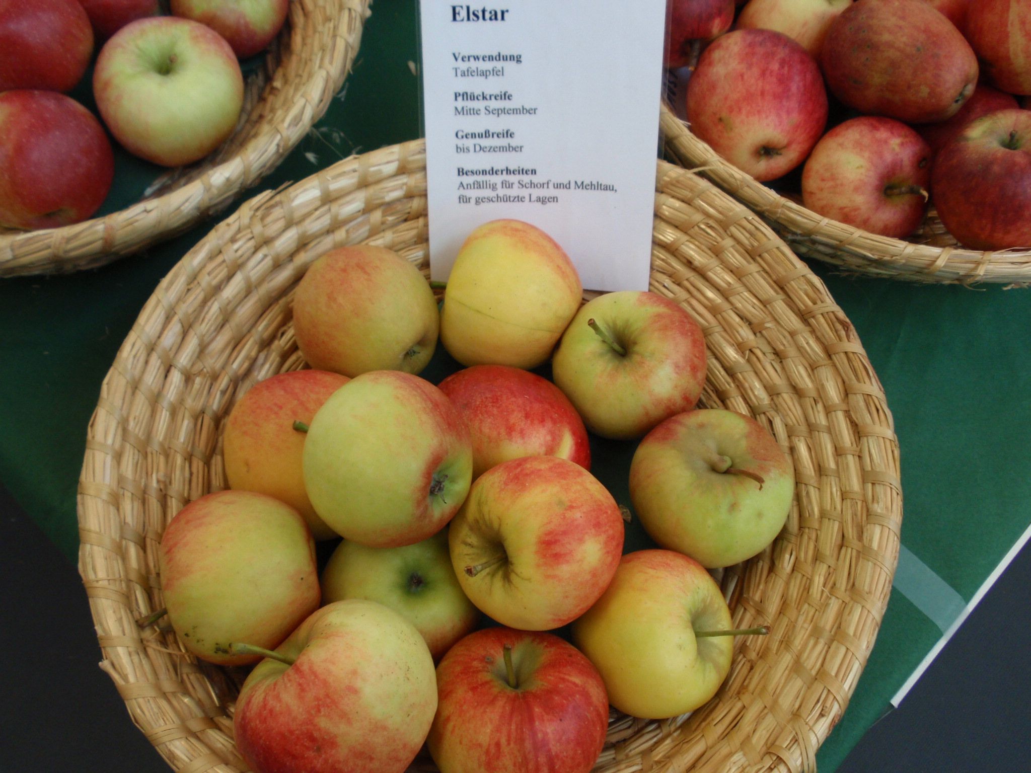 Malus 'Elstar'            CAC