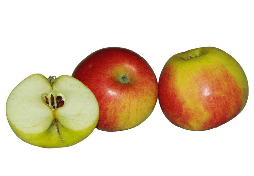Malus 'Elstar'            CAC