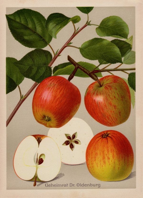 Malus 'Geheimrat Dr. Oldenburg'        CAC