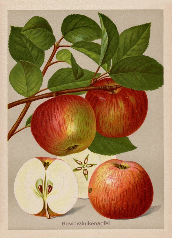 Malus 'Gewürzluiken'              CAC