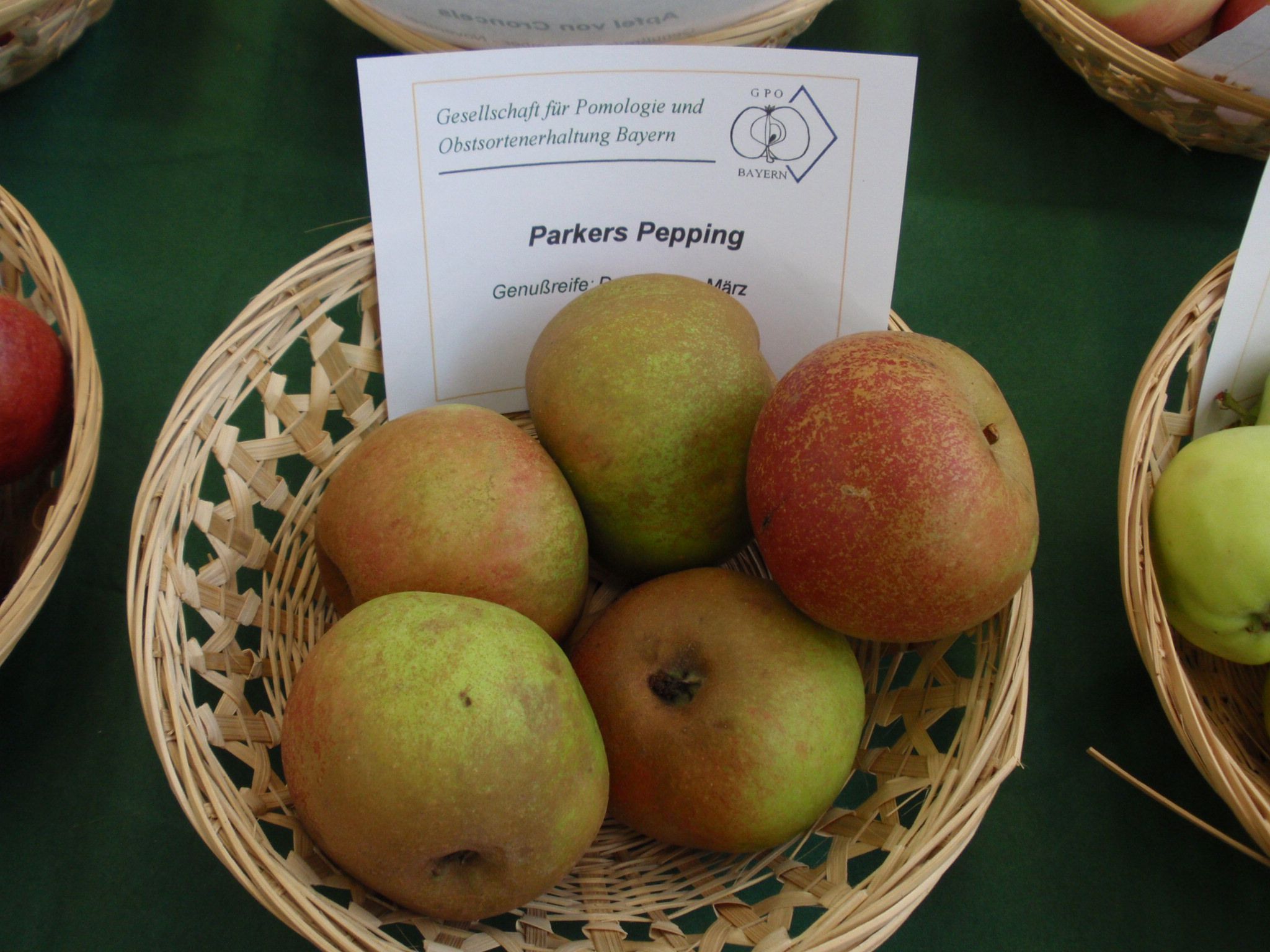 Malus 'Parkers Pepping'                CAC