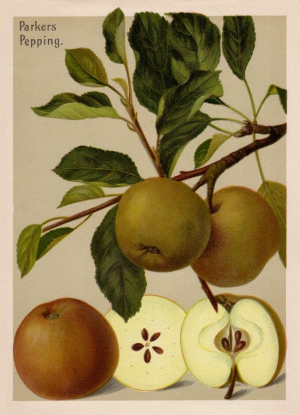 Malus 'Parkers Pepping'                CAC