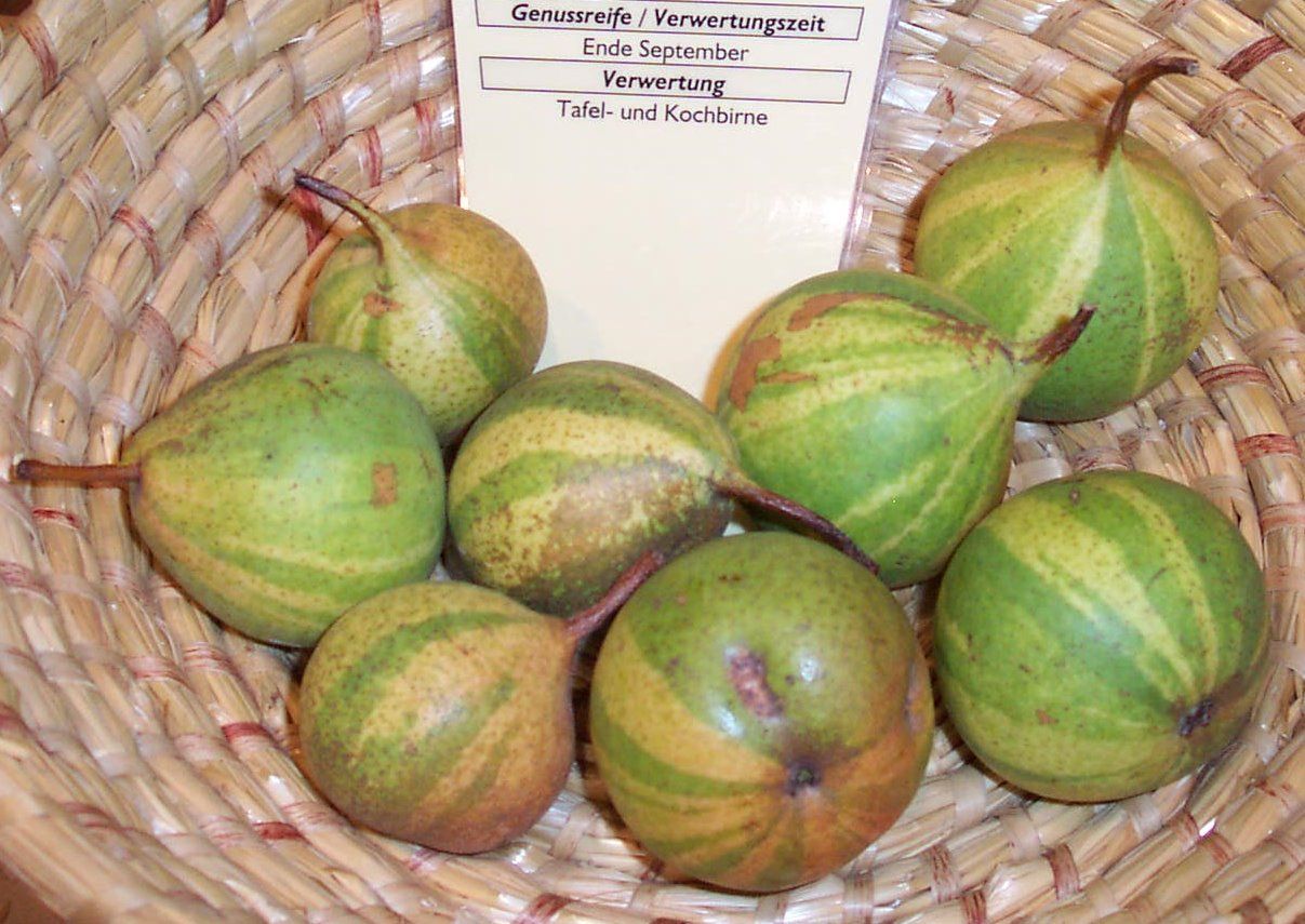 Pyrus com.'Schweizerhose'              CAC