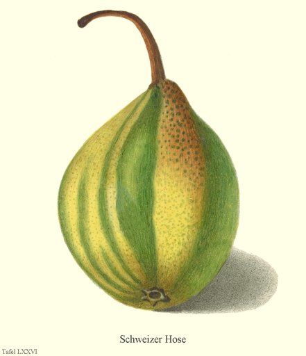 Pyrus com.'Schweizerhose'              CAC
