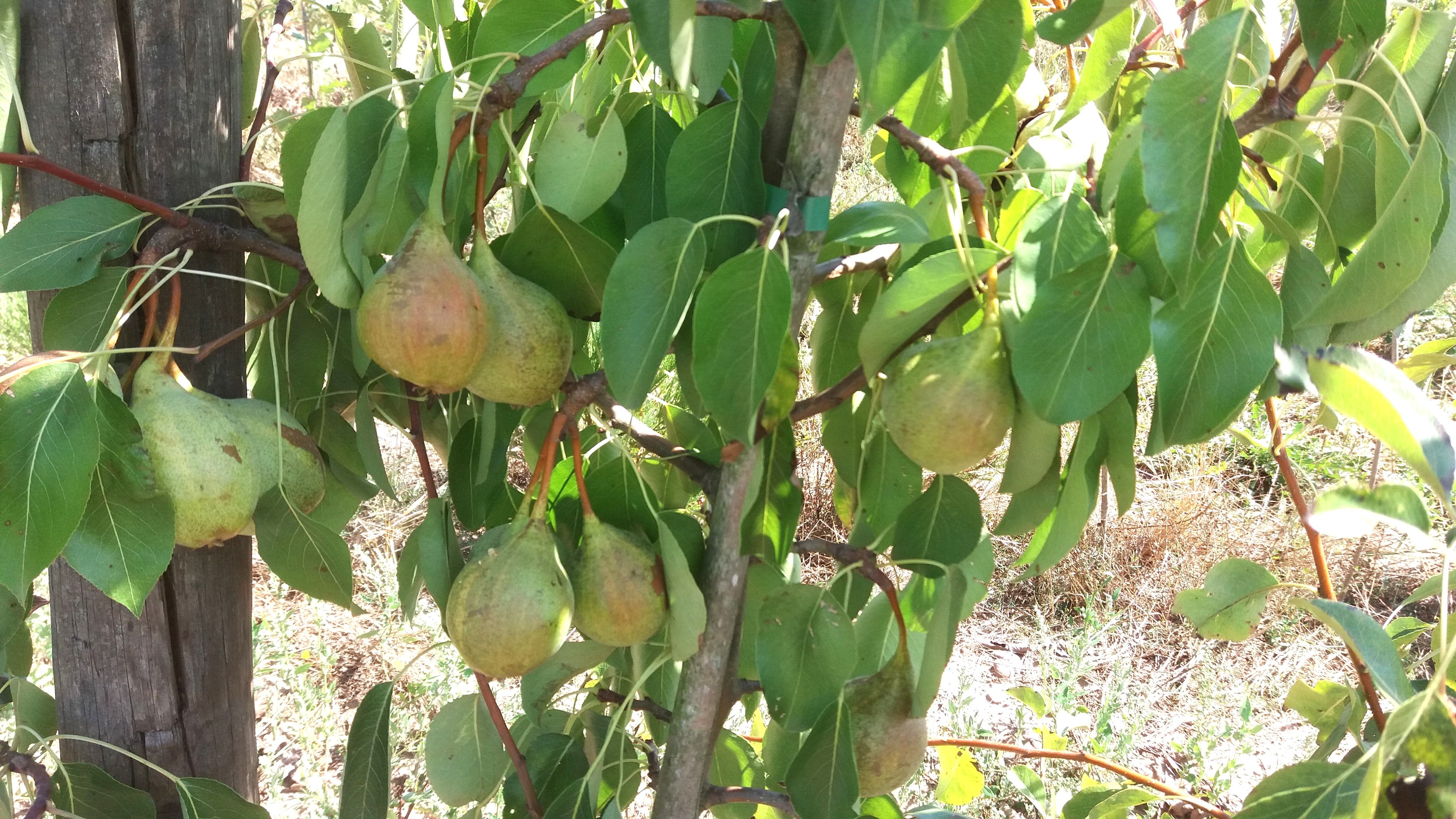 Pyrus com.'Schweizerhose'              CAC