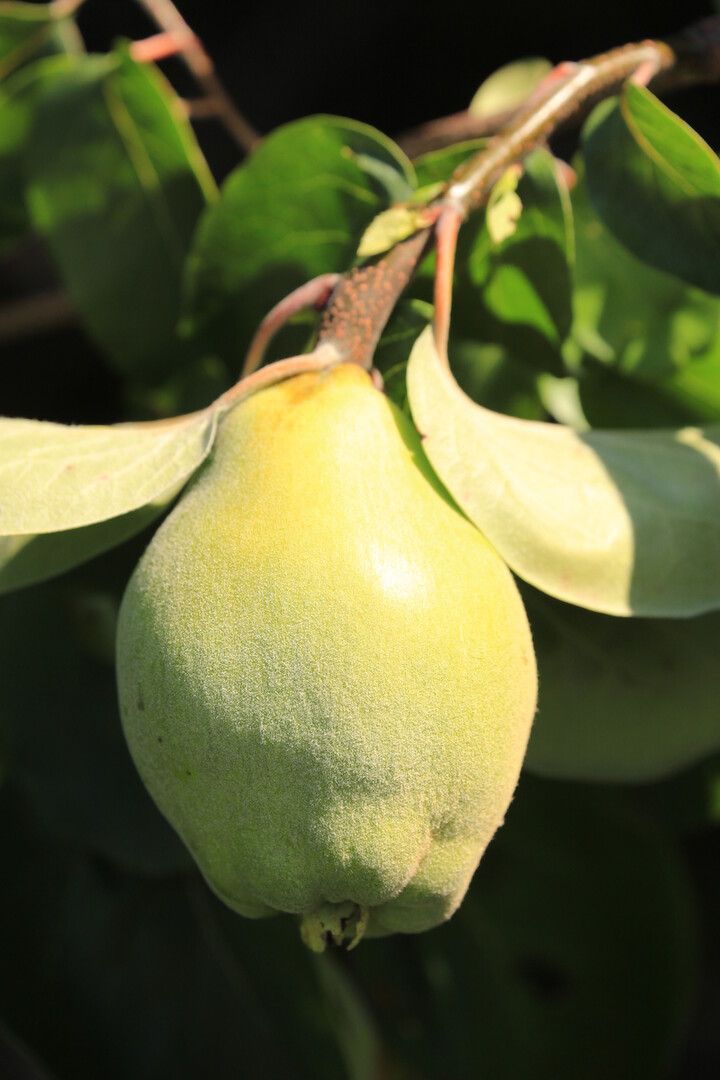 Cydonia 'Cydora Robusta'  -S-          CAC