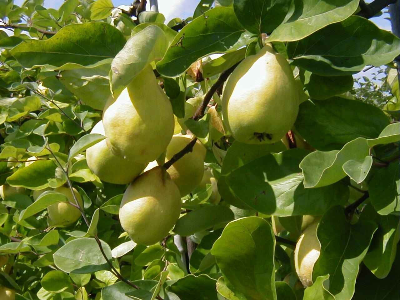 Cydonia 'Cydora Robusta'  -S-          CAC