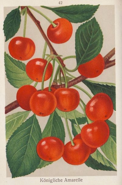Prunus cer.'Königliche Amarelle'       CAC