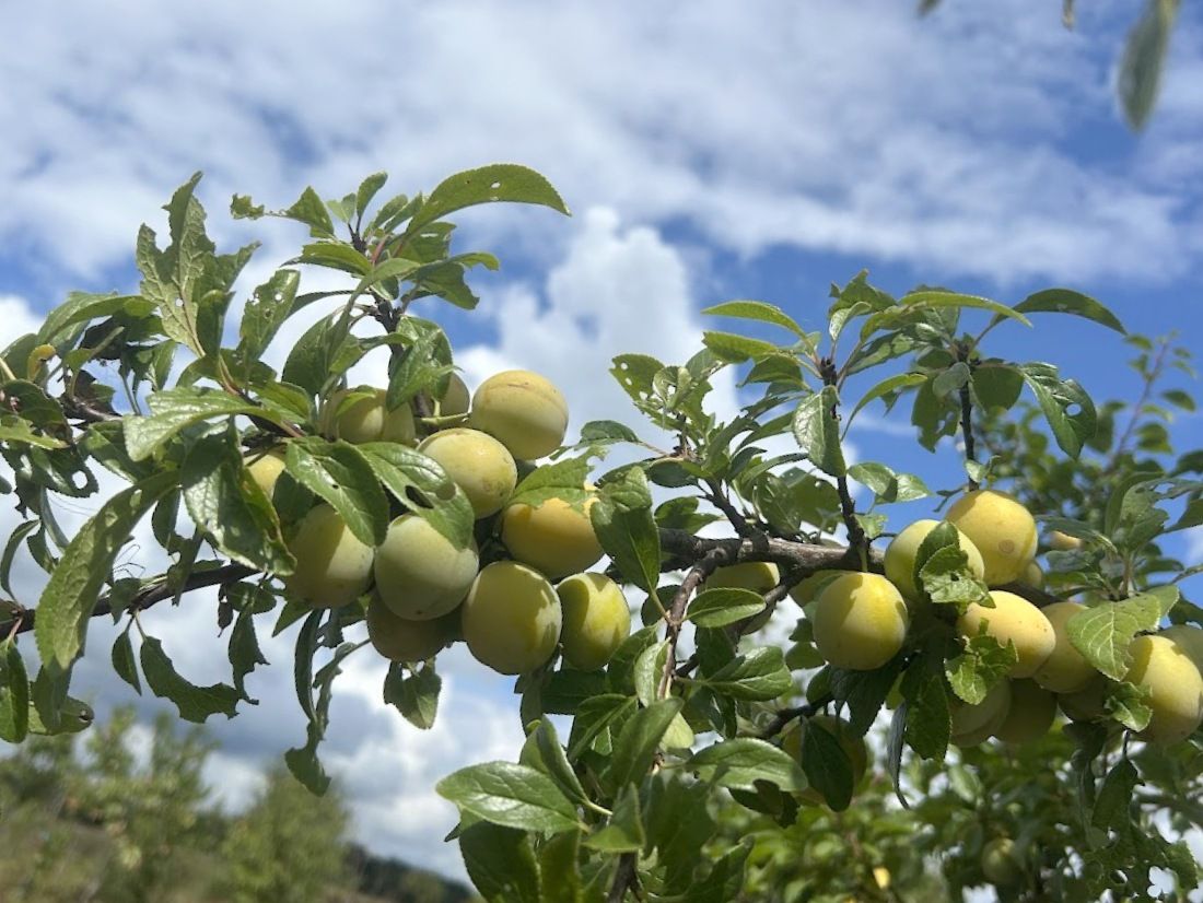 Prunus syr.'Von Pillnitz'              CAC