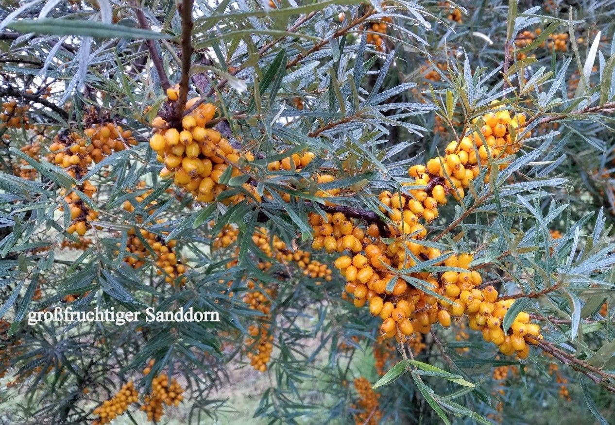 Hippophae rhamnoides 'Friesdorfer Orange'