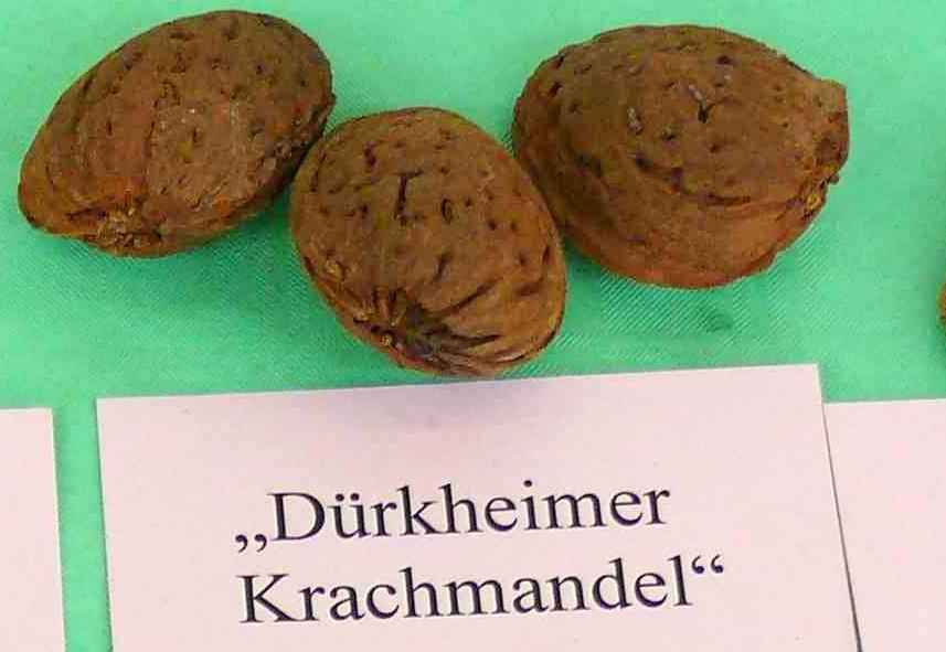 Prunus amy.'Dürkheimer Krachmandel'      CAC