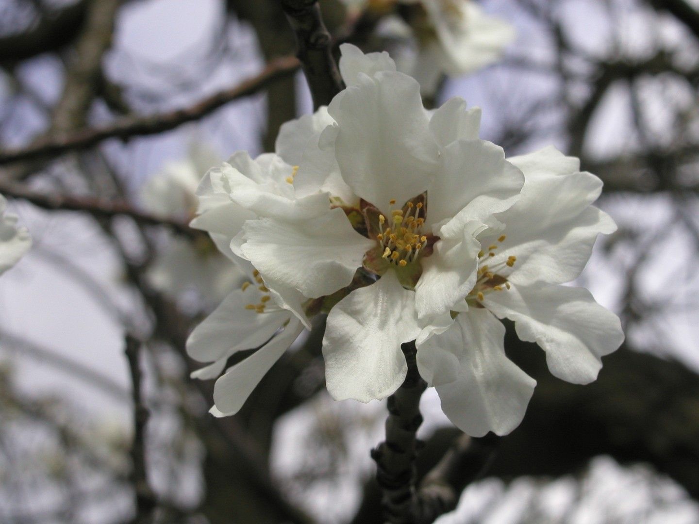 Prunus amy.'Dürkheimer Krachmandel'      CAC