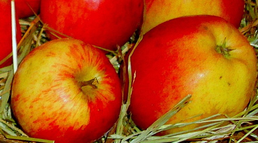 Malus 'Havelgold'                      CAC