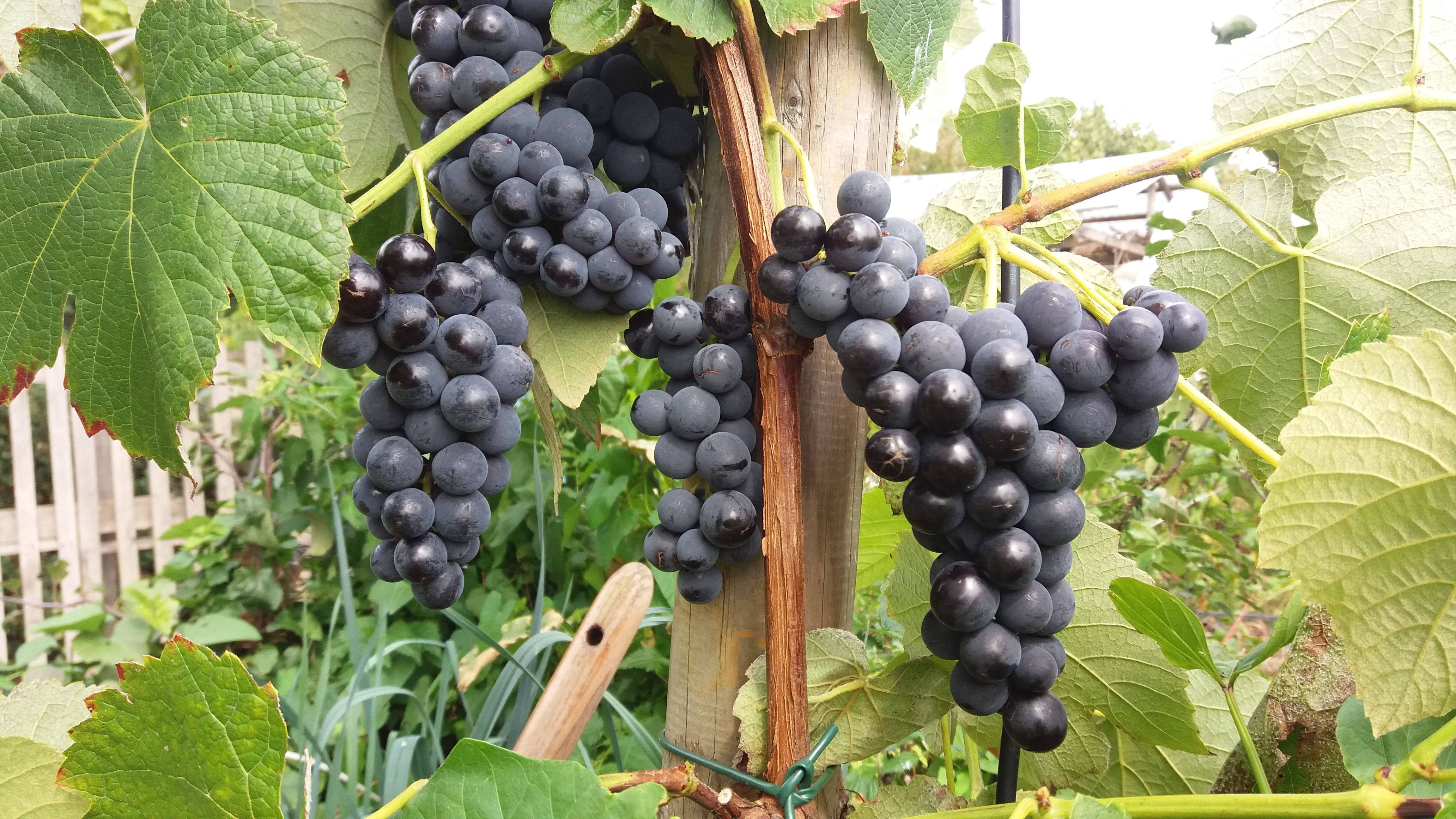 Vitis 'Vanessa' II