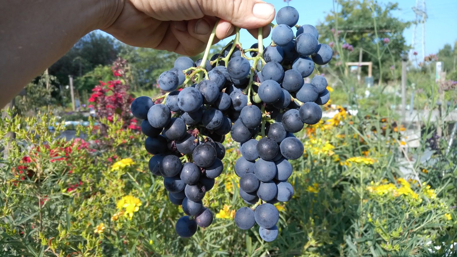 Vitis 'Muscat bleu' II
