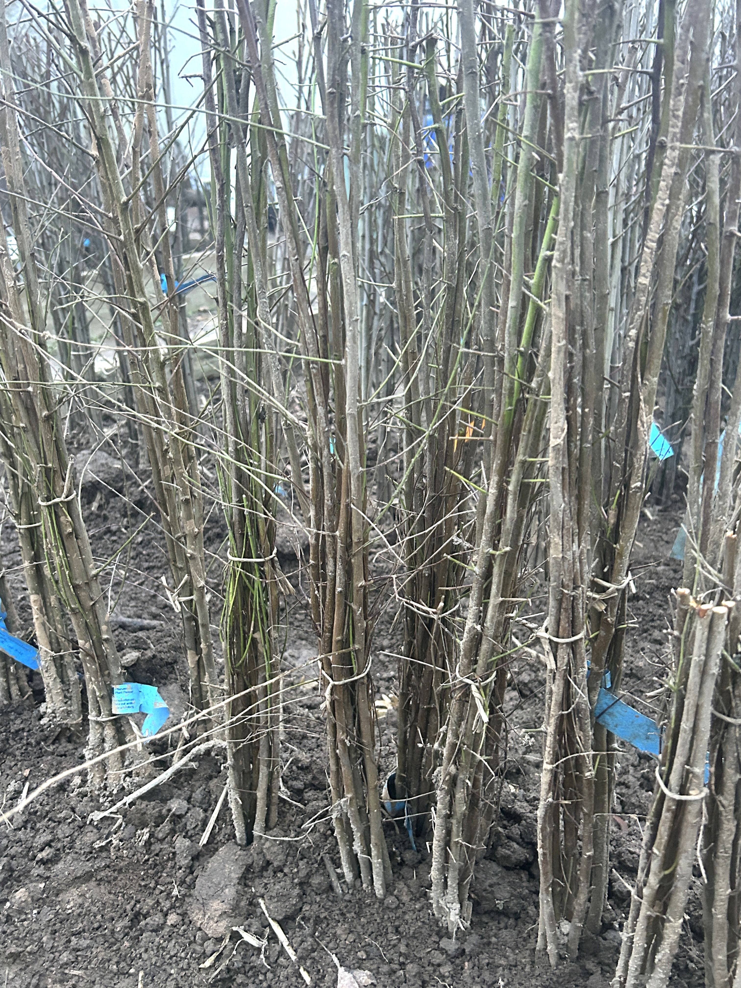 Prunus cerasifera (Myrobalane)   VgU
