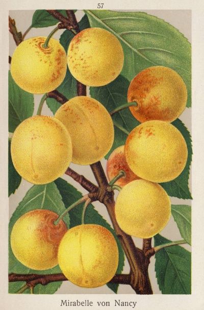 Prunus syr. 'Mirabelle von Nancy'       CAC