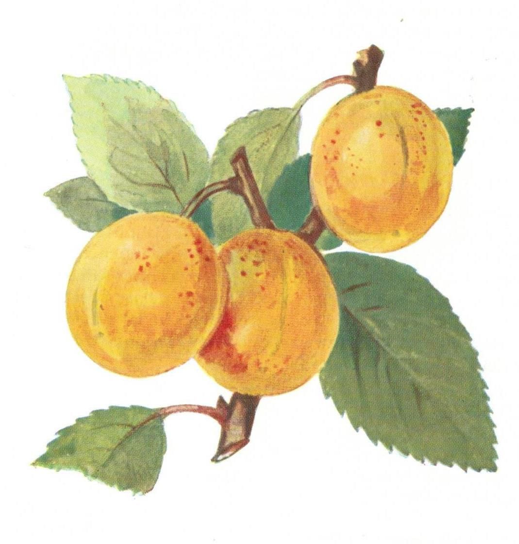 Prunus syr. 'Mirabelle von Nancy'       CAC