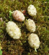 Morus alba   CAC