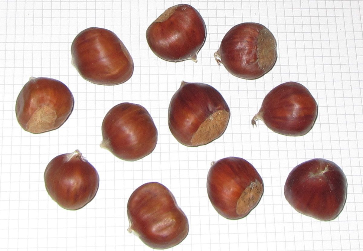 Castanea sativa 'Doree de Lyon'