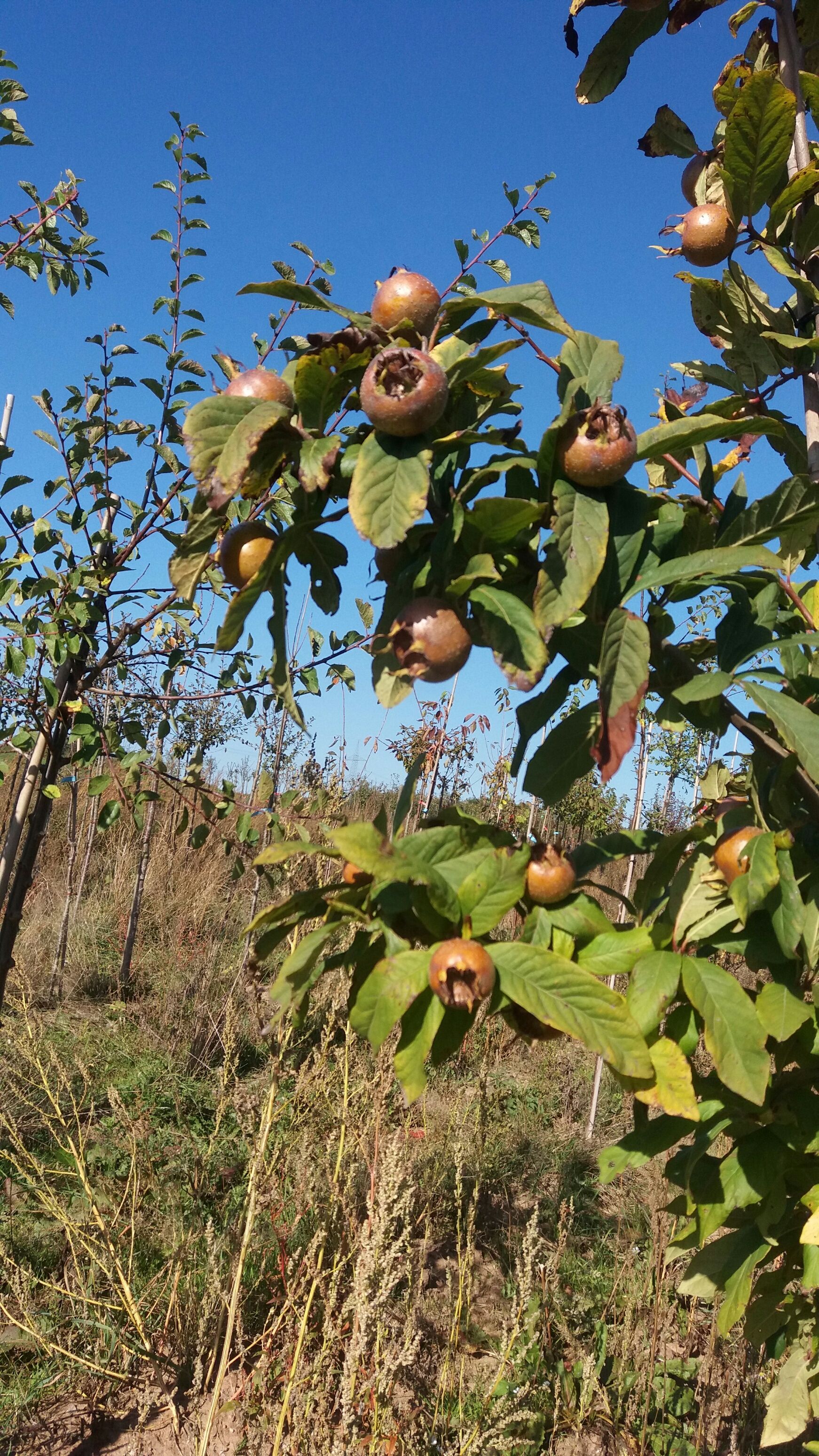 Mespilus germanica 'Royal'  CAC