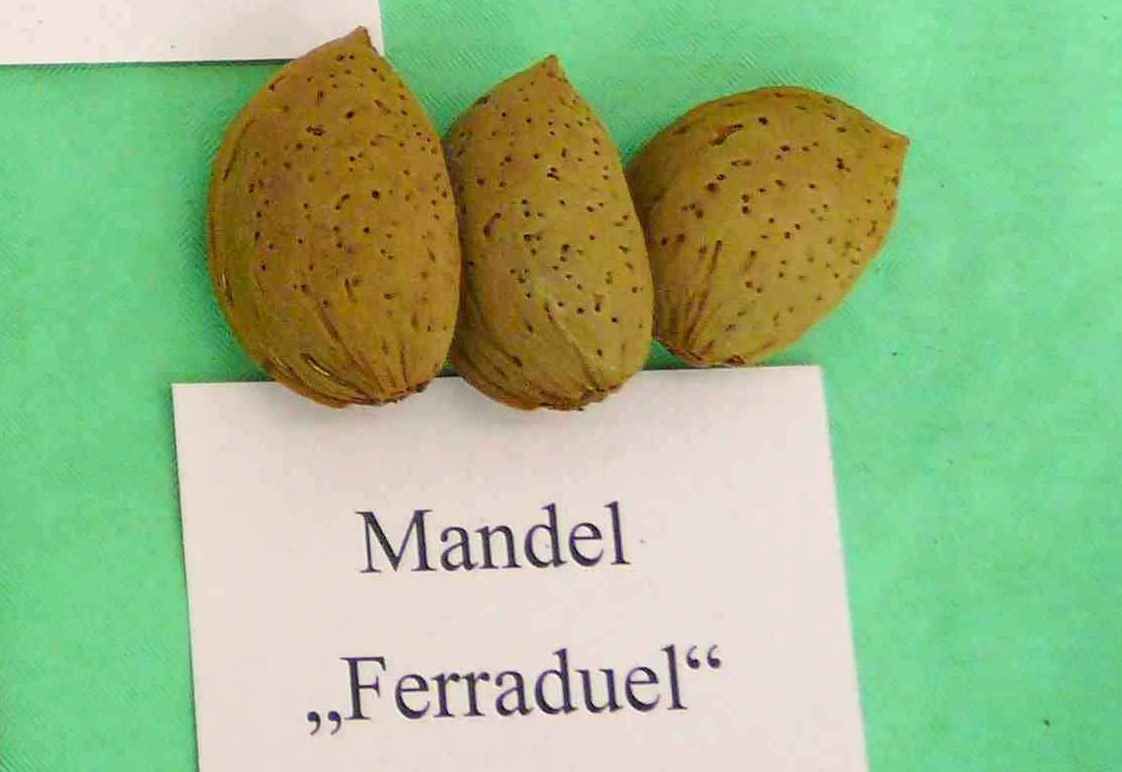 Prunus amy.'Ferraduel'                 CAC