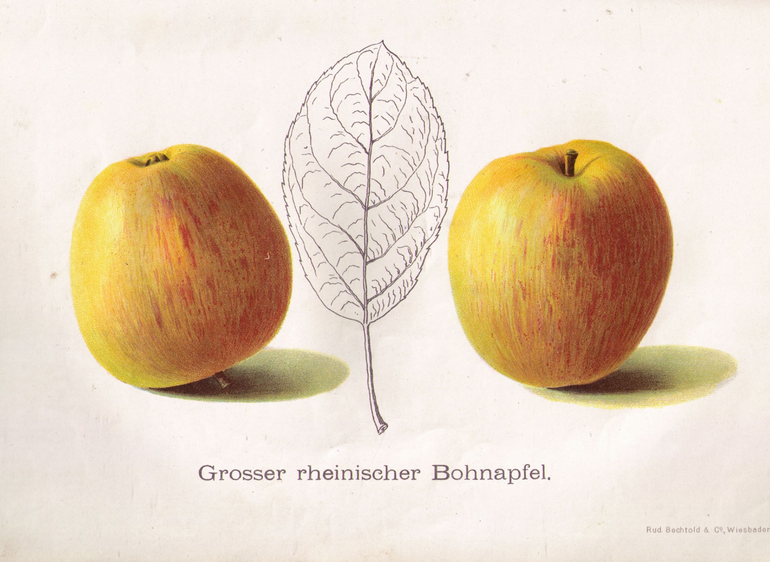 Malus 'Rheinischer Bohnapfel'          CAC